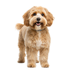Cavapoo AI Generated Image
