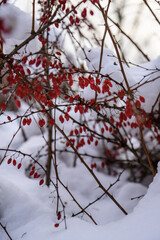 Red berries of barberry under the snow in the winter forest