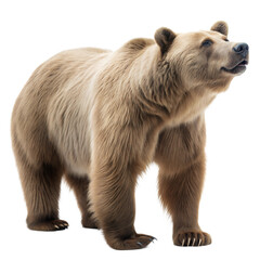 Obraz premium Cave Bear AI Generated Image