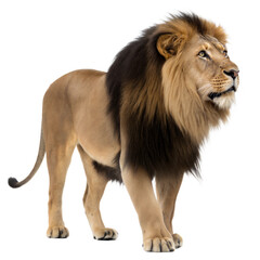 Obraz premium Cave Lion AI Generated Image