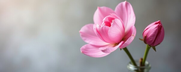 Obraz premium Soft pink petals unfolding on a delicate stem, vase, blossoms, buds