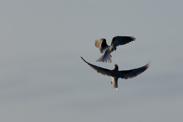 A couple of male white-tailed kites fighting, seen in the wild in North California.