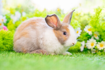 young white brown rabbit sitting in nature, adorable fluffy bunny, concept of rabbit easter
