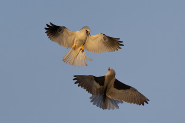 Obraz premium A couple of male white-tailed kites fighting, seen in the wild in North California.