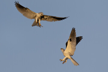 A couple of male white-tailed kites fighting, seen in the wild in North California.