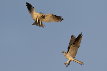 A couple of male white-tailed kites fighting, seen in the wild in North California.