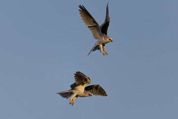 Obraz premium A couple of male white-tailed kites fighting, seen in the wild in North California.