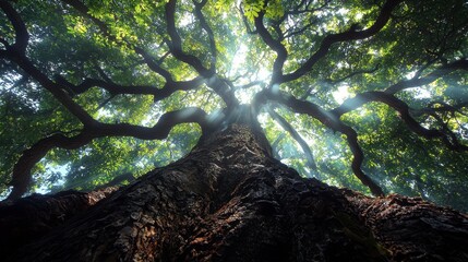 Majestic oak tree, sunlit canopy, forest floor, peaceful nature scene, ideal for environmental themes