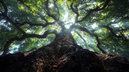 Foto op Canvas Majestic oak tree, sunlit canopy, forest floor, peaceful nature scene, ideal for environmental themes © Molesay