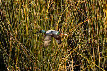 Male Northern shoveler flying in beautiful light, seen in the wild in North California