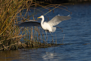 Fototapeta premium Great egret landing against the light, seen in the wild in a North California marsh 