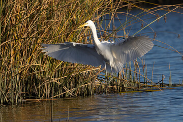 Great egret landing against the light, seen in the wild in a North California marsh 