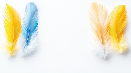 Colorful bird feathers arranged on white background; design element