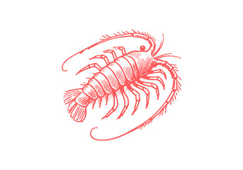Amphipods hand drawn Illustration Sketch Vector Isolated