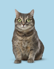 Fototapeta premium Adorable cat with big eyes on light blue background. Cute pet