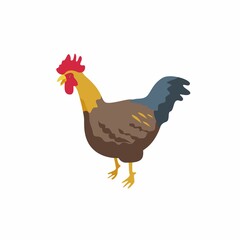 rooster isolated on white background