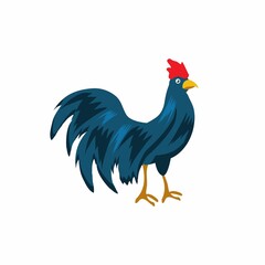 rooster isolated on white background