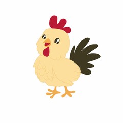 Male rooster isolated on white background.