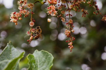 A honeybee (Apis mellifera) collecting nectar from the delicate flowers of Lithraea molleoides (Molle de Beber) in San Marcos Sierras, Córdoba, Argentina