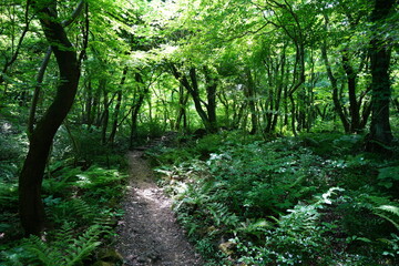 fine spring path in the refreshing forest