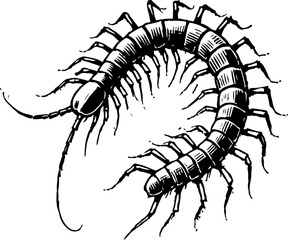 Centipede hand drawn Illustration Sketch Vector Isolated
