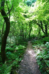 fine spring path in the refreshing forest