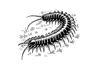 Centipede hand drawn Illustration Sketch Vector Isolated