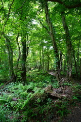 dense spring forest in the gleaming sunlight