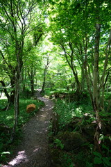 Fototapeta premium fine spring path in the refreshing forest