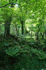 dense spring forest in the gleaming sunlight