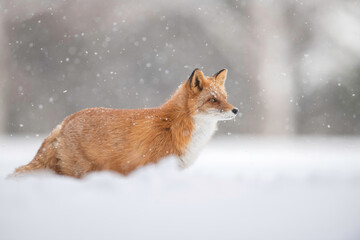 雪の日のキタキツネ