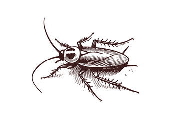 Cockroach hand drawn Illustration Sketch Vector Isolated