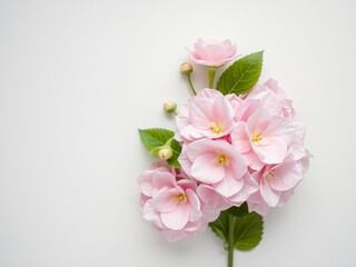Fototapeta premium Beautiful composition of hydrangea flowers on a soft pastel pink background, arranged in a flat lay style with plenty of copy space, top view, composition