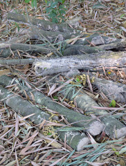 pile of wood logs in the forest.