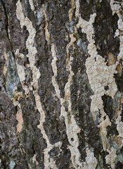 old bark texture background