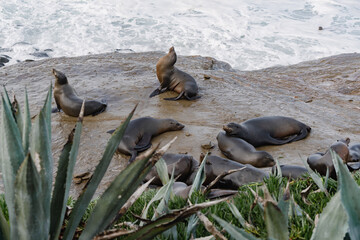 a group of sea lions on the beach