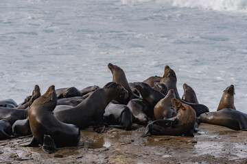 a group of sea lions on the beach