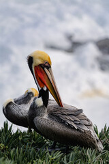 pelicans on the rock by the beach
