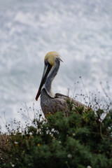pelicans on the rock by the beach