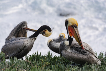 pelicans on the rock by the beach