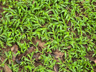 green grass in the garden
