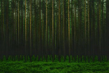Misty pine forest, green undergrowth, nature background, wallpaper