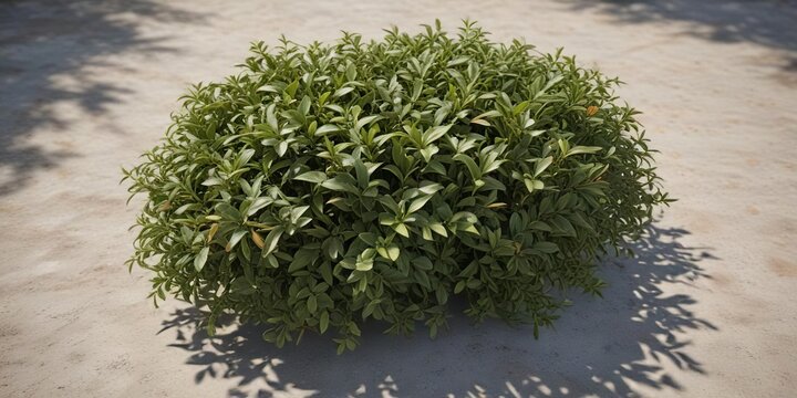 Low-growing, spreading alternanthera sessilis plant with small, oval-shaped leaves, aquatic plant, freshwater plant, aquatic weed