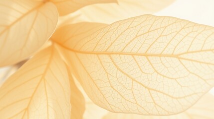 Obraz premium Translucent Organic Leaves with Fine Veins and Soft Backlighting