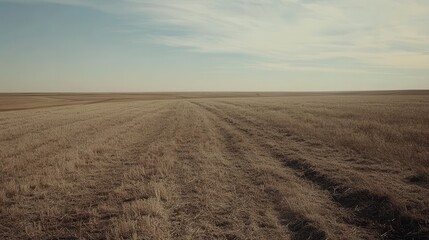 Expansive Dry Field Under Soft Sky with Gentle Clouds