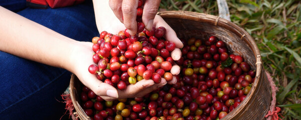 Banner hands harvest red seed in basket robusta arabica plant farm. Coffee plant farm Close up...