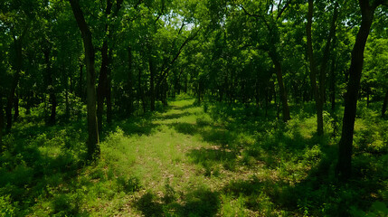 Sunlit forest path, nature trail, summer
