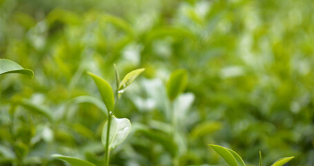 Green tea tree fresh leaves in eco herbal farm. Tree tea plantations in morning sun light. Freshness herbal natural garden farmland. Drinking organic relax heath plant. Green tea tree in farm