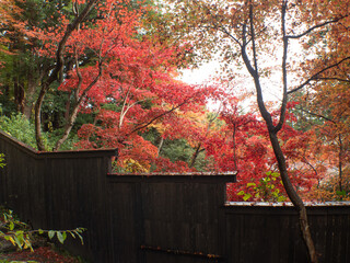 新潟 紅葉 泉恵園