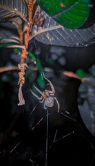 spider on the web